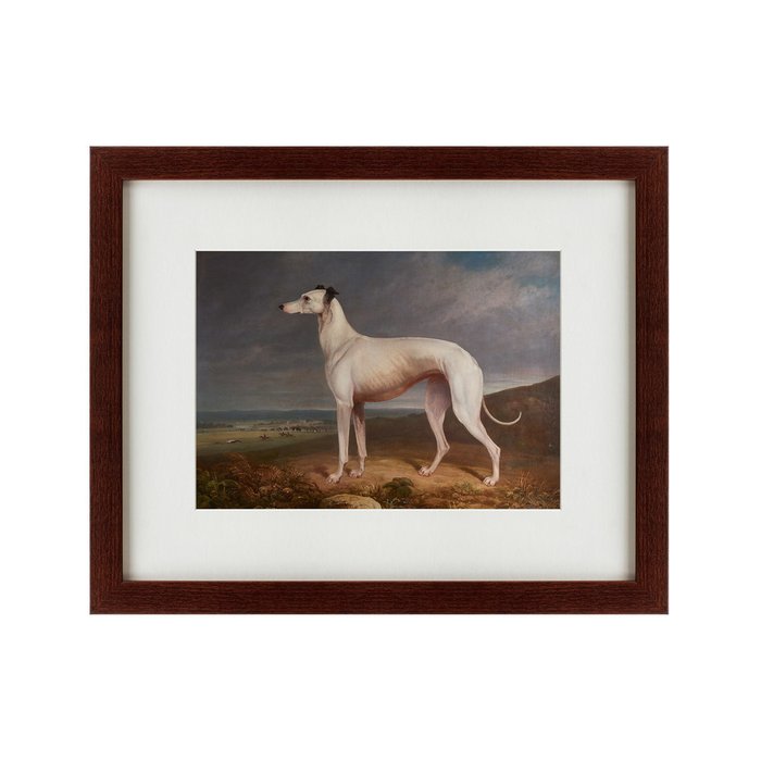 Репродукция картины Portrait of a Greyhound 1744 г. - купить Картины по цене 4990.0