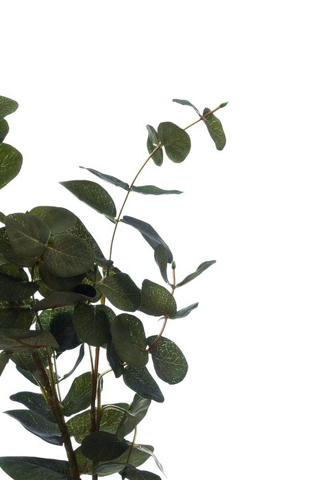 Листья эвкалипта зеленого цвета - купить Декоративные цветы по цене 704.0