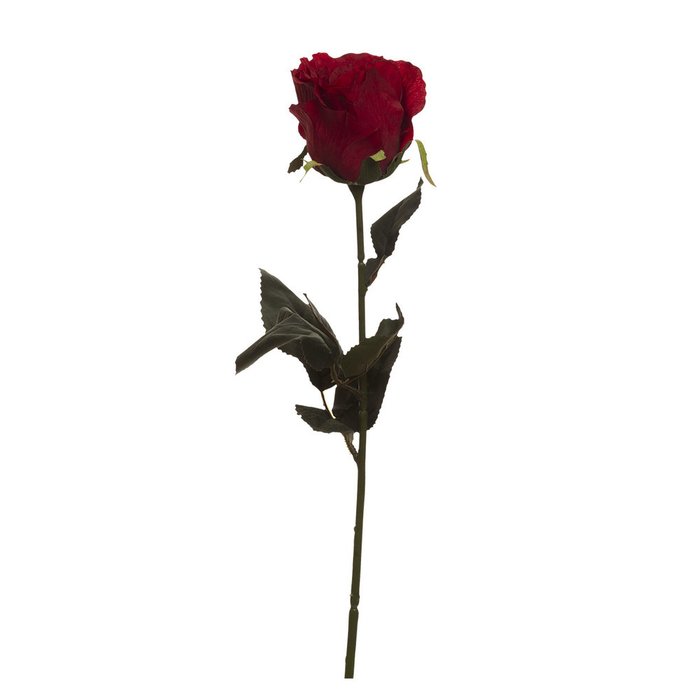 Роза бордового цвета - купить Декоративные цветы по цене 90.0