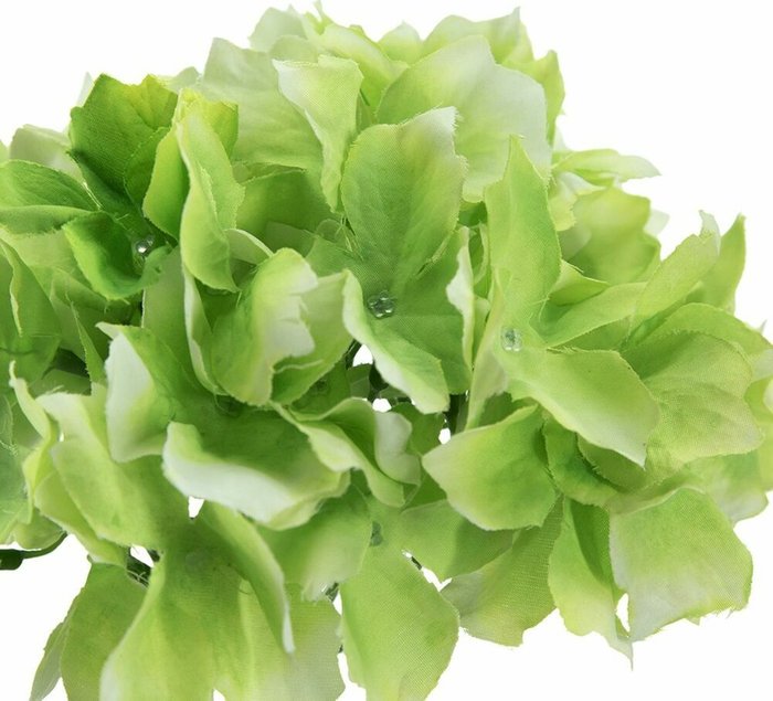 Растение декоративное Гортензия светло-зеленого цвета - лучшие Декоративные цветы в INMYROOM