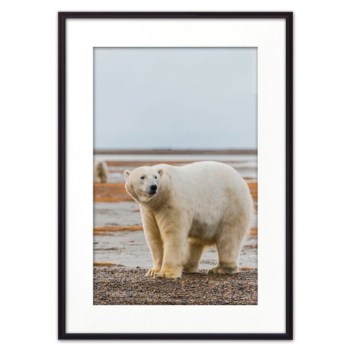 Постер в рамке Белый медведь 21х30 см