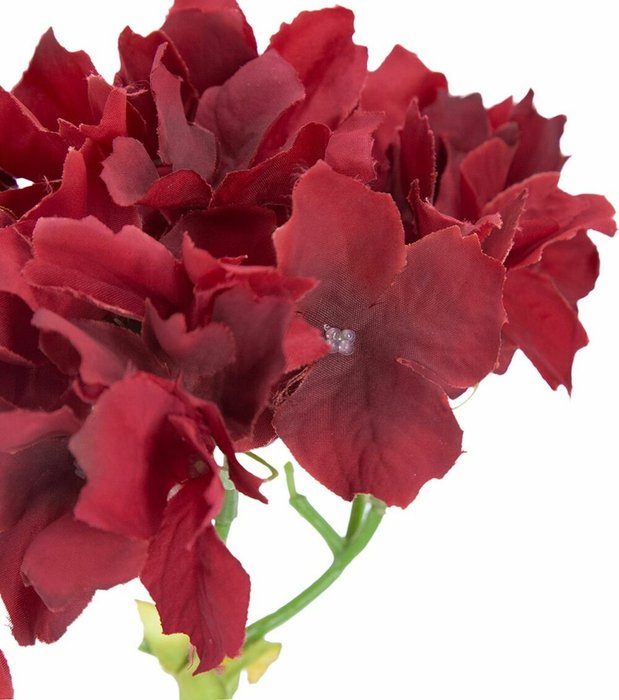 Растение декоративное Гортензия красного цвета - лучшие Декоративные цветы в INMYROOM