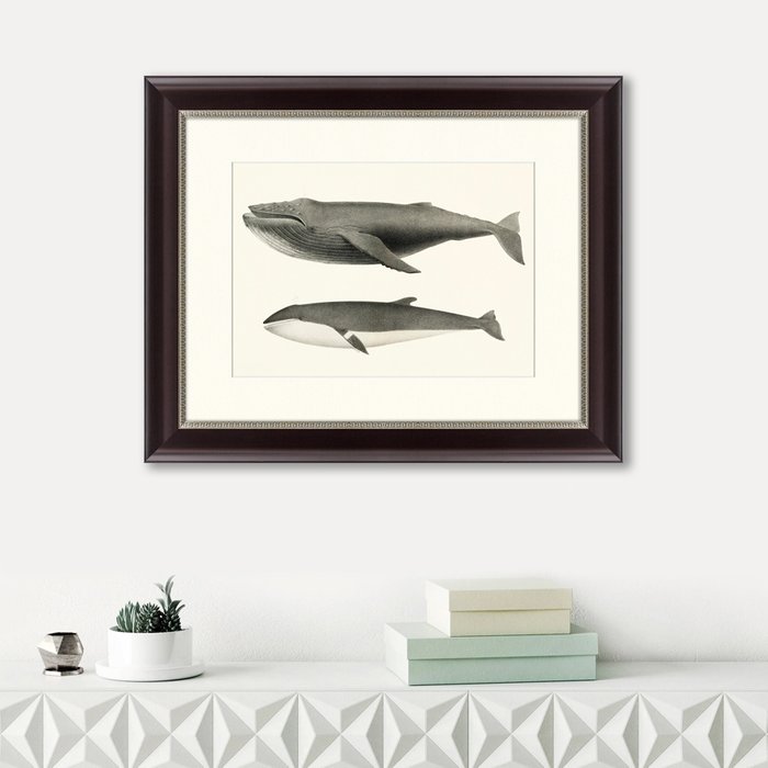 Картина Humpback whale Megaptera versabilis 1859 г.