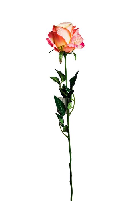 Роза нежно-розового цвета