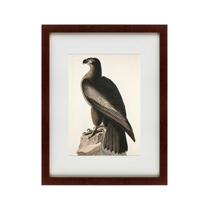 Картина Great american Sea Eagle 1837 г. - купить Картины по цене 5995.0