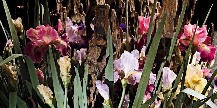Искусственные цветы Abhika LEAF IRIS из пластика  - лучшие Декоративные цветы в INMYROOM