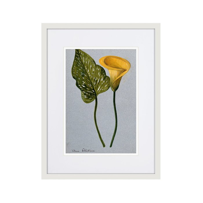 Копия старинной литографии Yellow arum lily 1899 г. - купить Картины по цене 2995.0