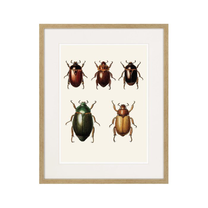 Копия старинной литографии Assorted Beetles №7 1735 г. - купить Картины по цене 3995.0