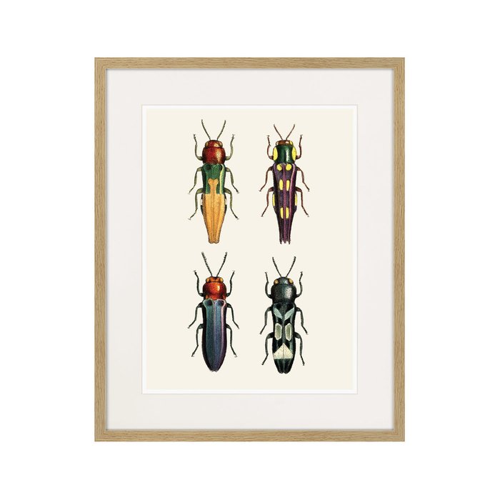 Копия старинной литографии Assorted Beetles №5 1735 г. - купить Картины по цене 3995.0