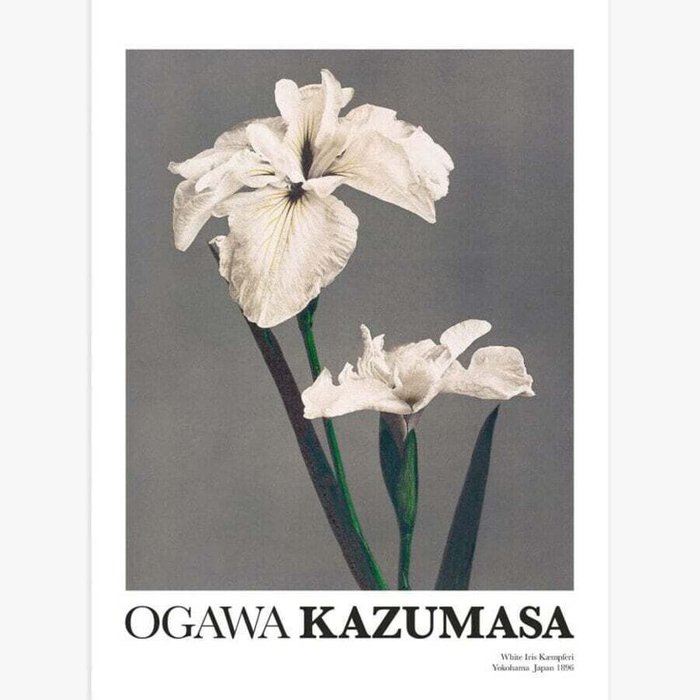 Плакат «Белый ирис» от Kazumasa