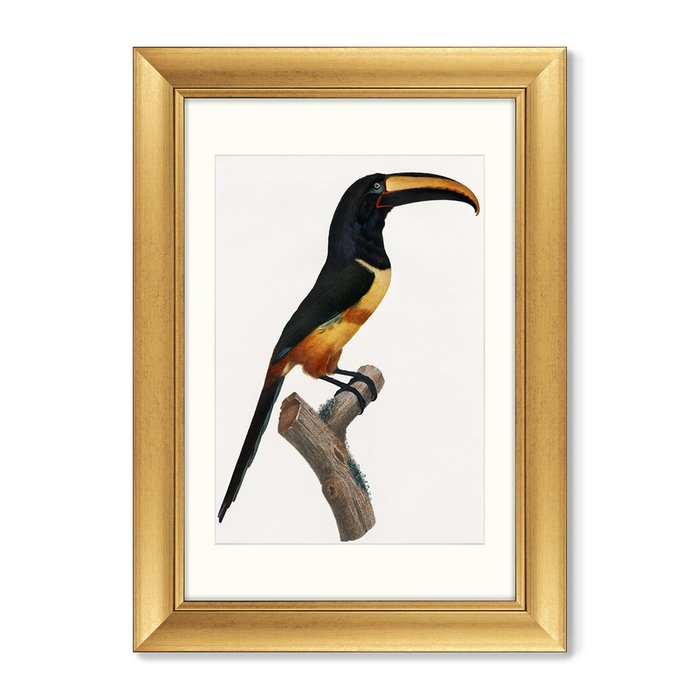 Набор из двух репродукций картин Beautiful toucans №1 1806 г. - купить Картины по цене 24998.0