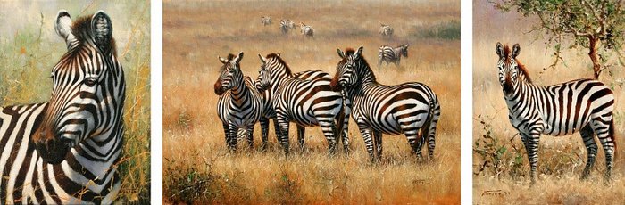 Модульная картина "Жизнь зебр"