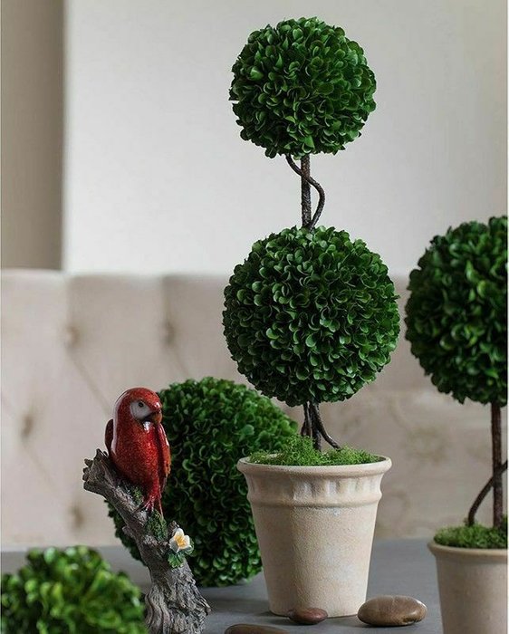 Декоративное растение Самшит двухярусный бело-зеленого цвета - лучшие Декоративные цветы в INMYROOM