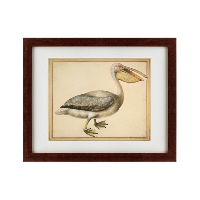 Картина A European Pelican 1635 г. - купить Картины по цене 4990.0