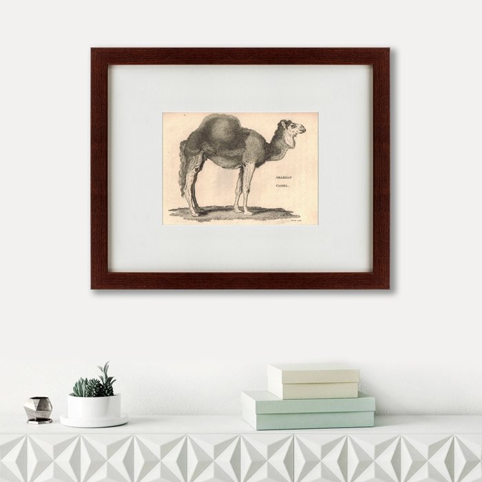 Картина Arabian Camel 1809 г.