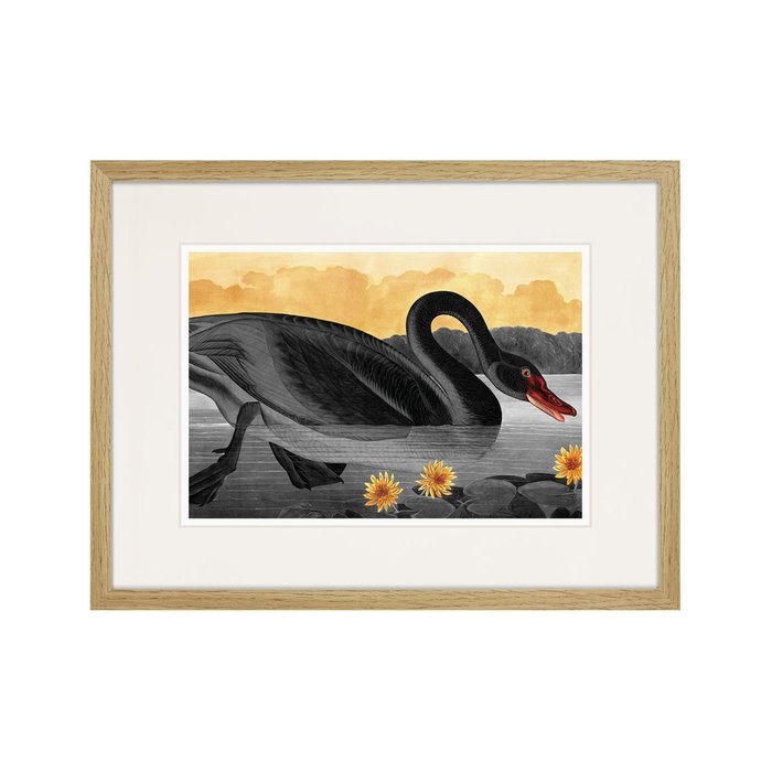 Репродукция картины Common American Swan black 1838 г. - купить Картины по цене 2995.0