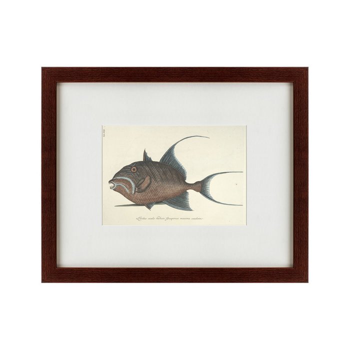 Картина Triggerfish 1743 г.  - купить Картины по цене 4990.0