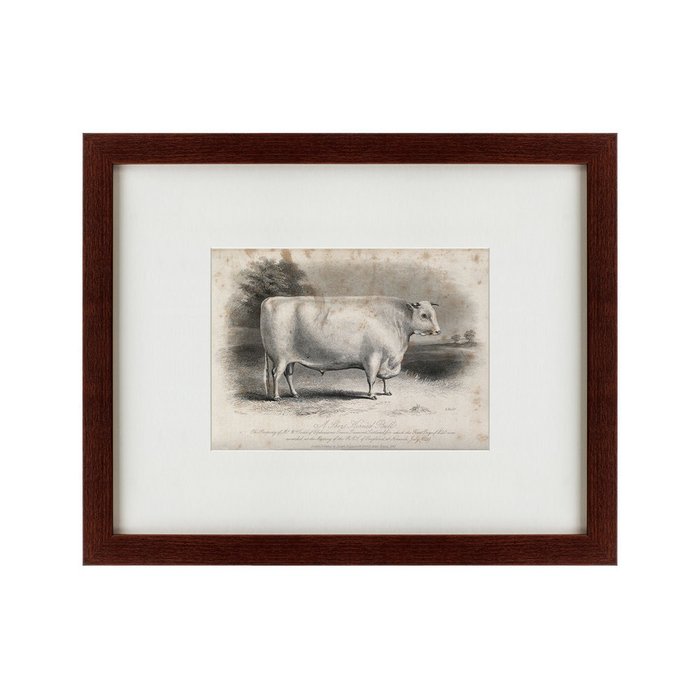 Картина A short horned bull 1849 г. - купить Картины по цене 4990.0