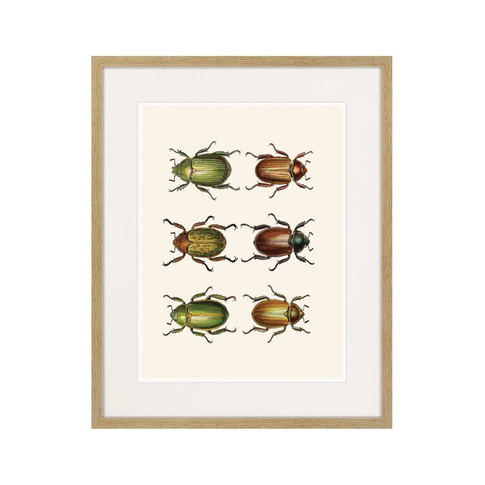 Копия старинной литографии Assorted Beetles №11 1735 г. - купить Картины по цене 3995.0