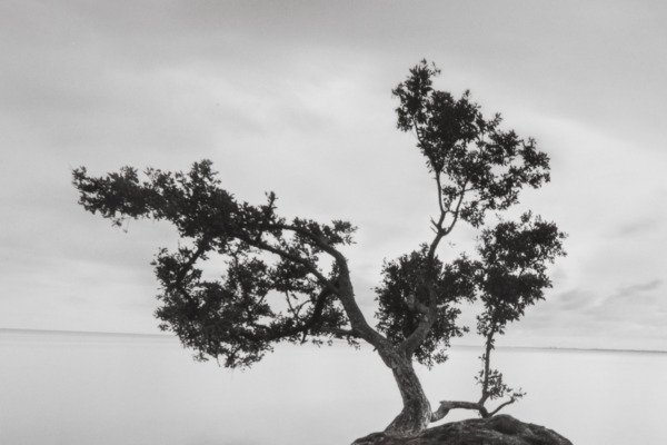 Постер Water Tree - купить Принты по цене 7014