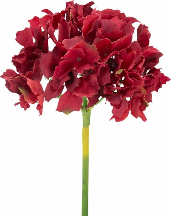 Растение декоративное Гортензия красного цвета - купить Декоративные цветы по цене 800.0