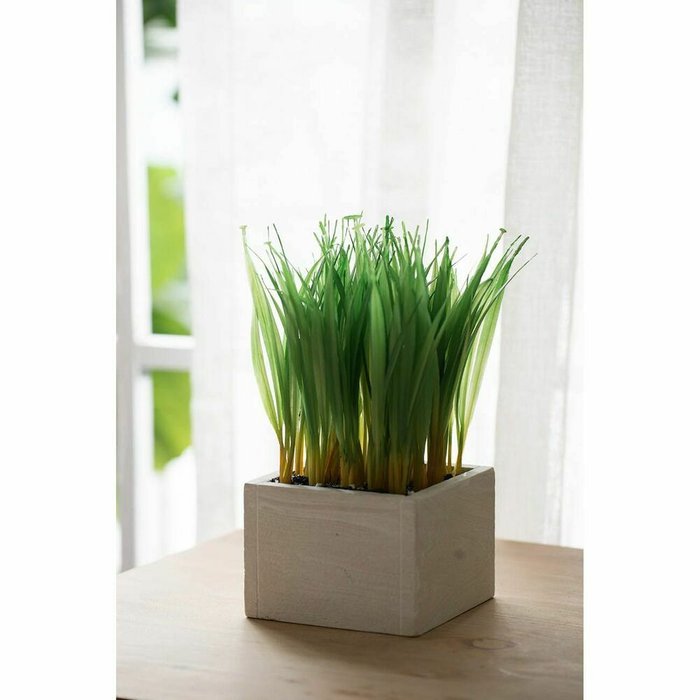 Растение декоративное Трава бело-зеленого цвета - лучшие Декоративные цветы в INMYROOM