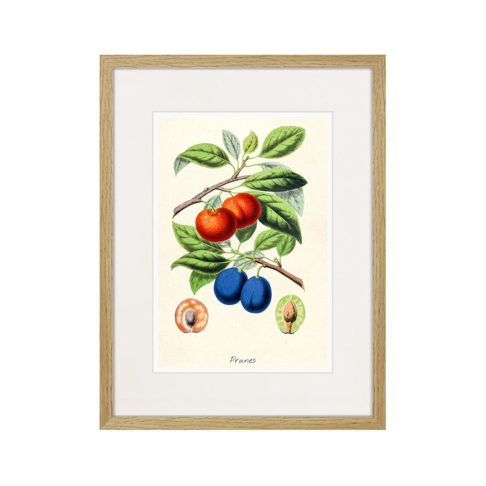 Копия старинной литографии Botany illustration №21 1836 г. - купить Картины по цене 2995.0