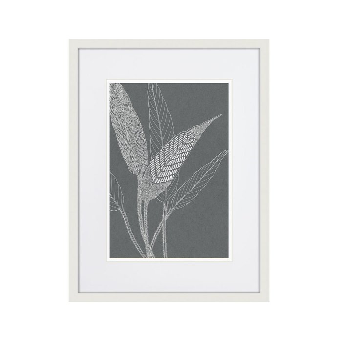 Репродукция картины The fern collection №32 - купить Картины по цене 2995.0 Репродукция картины The fern collection №32 - купить Картины по цене 2995.0