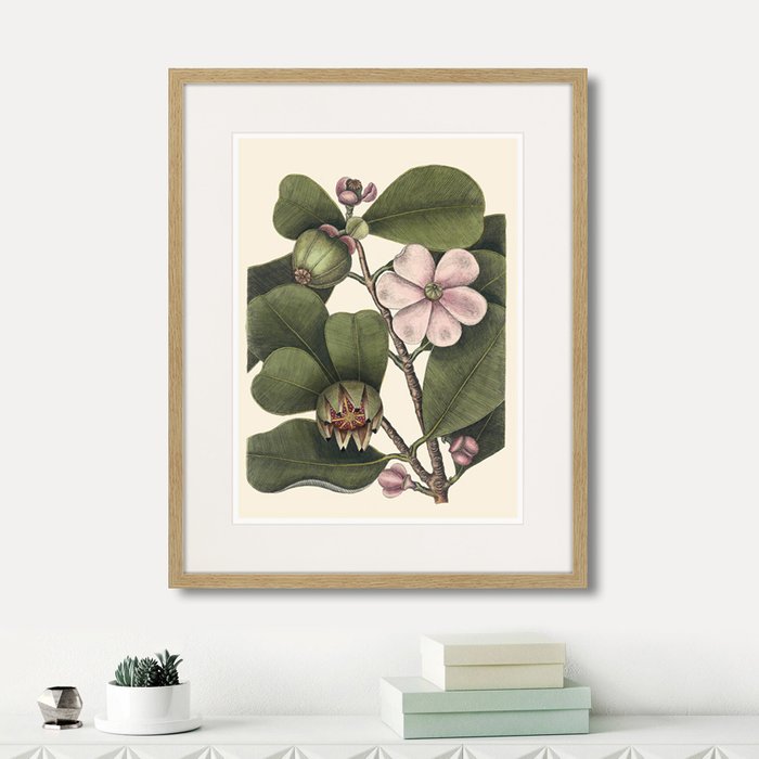 Копия старинной литографии Balsam tree with pink flower 1741 г. Копия старинной литографии Balsam tree with pink flower 1741 г.