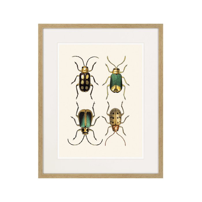 Набор из четырех картин Assorted Beetles №2  - лучшие Картины в INMYROOM