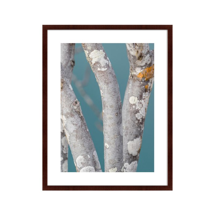 Картина Trees on the Galapagos Islands Ecuador No1 - купить Картины по цене 12999.0