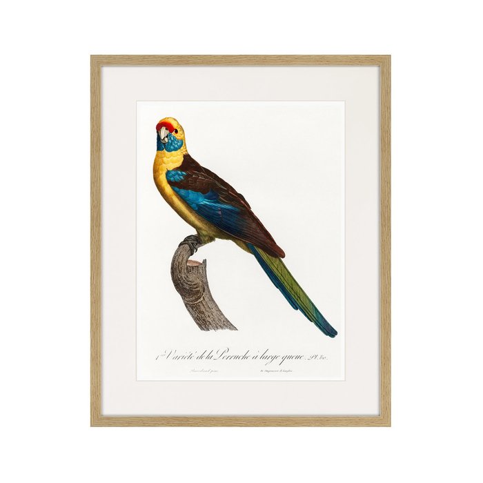 Копия старинной литографии Beautiful parrots №12 1872 г. - купить Картины по цене 3995.0