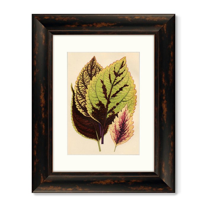 Картина Botanical Leaf Dracaena 1870 г. - купить Картины по цене 16398.0