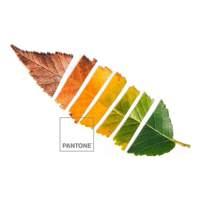 Пододеяльник Лист Pantone - лучшие Пододеяльники в INMYROOM