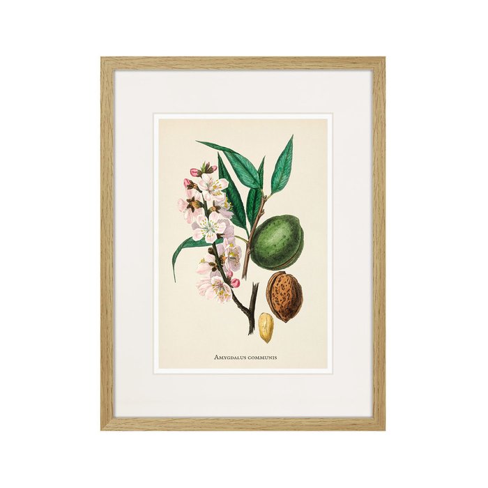 Копия старинной литографии Botany illustration №24 1836 г. - купить Картины по цене 2995.0