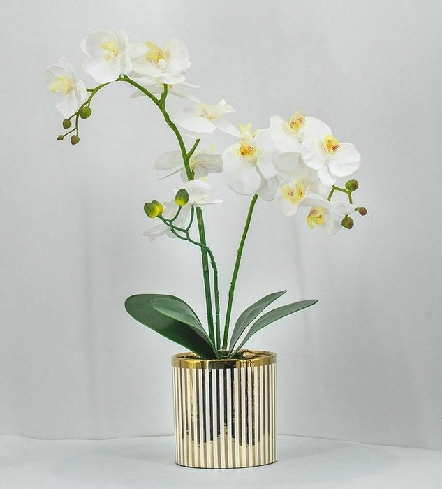 Декоративное растение Орхидея бело-зеленого цвета - купить Декоративные цветы по цене 8050.0