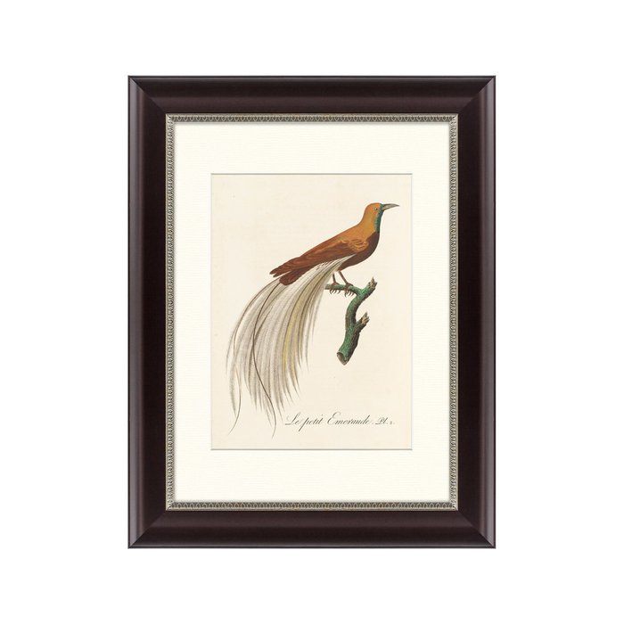 Картина Райские птицы Новой Гвинеи №1 1775 г.  - купить Картины по цене 2495.0