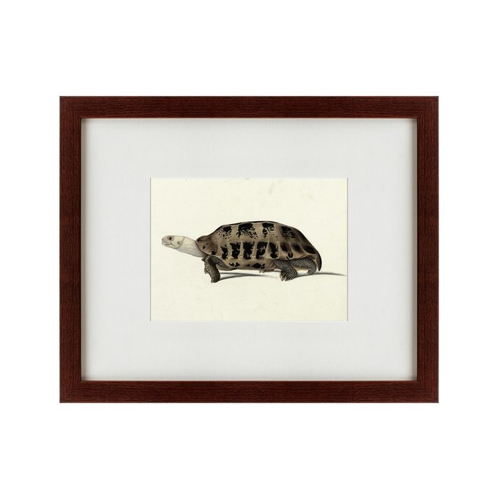 Картина A hand-painted illustration of an Elongated tortoise 1873 г. - купить Картины по цене 4990.0