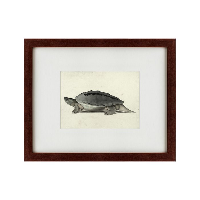 Картина A hand-painted illustration of a Burmese roofed turtle 1873 г. - купить Картины по цене 4990.0