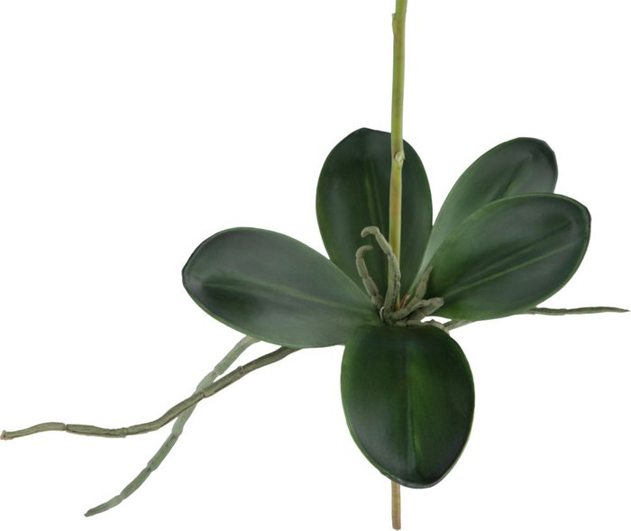 Декор Phalaenopsis Orchid - лучшие Декоративные цветы в INMYROOM
