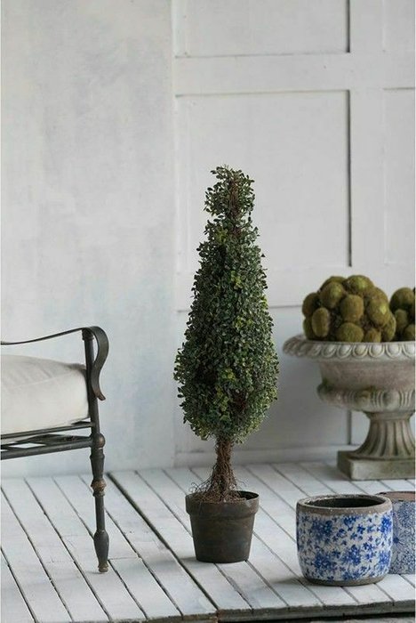 Декоративное растение Самшит зеленого цвета - купить Декоративные цветы по цене 10300.0