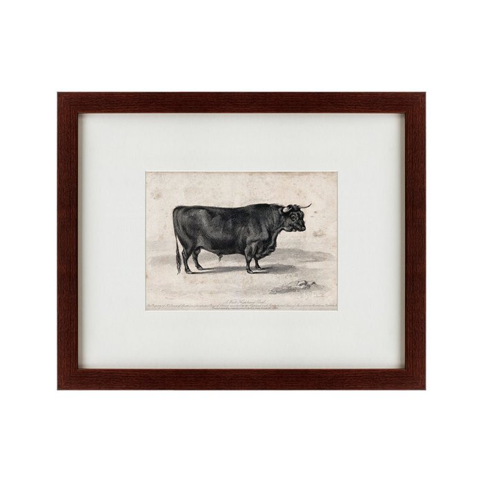 Картина A west highland bull 1840 г. - купить Картины по цене 4990.0