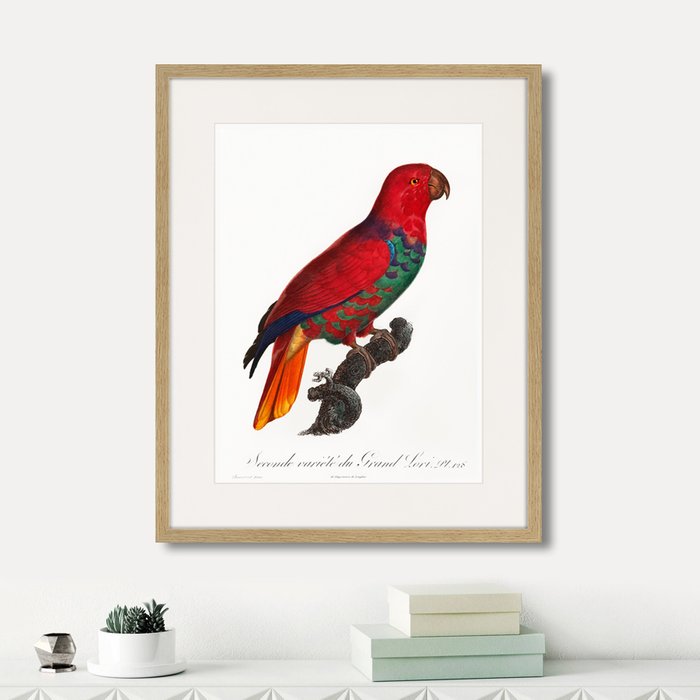 Копия старинной литографии Beautiful parrots №9 1872 г.