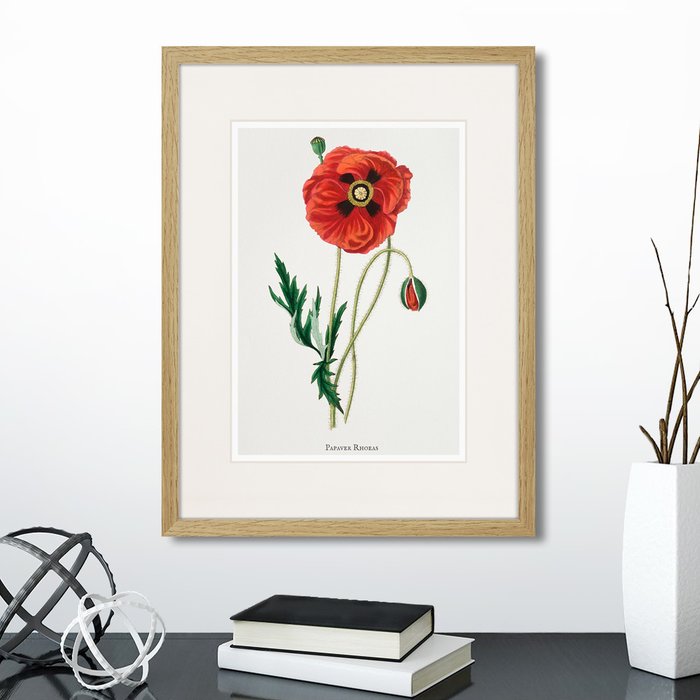Копия старинной литографии Botany illustration №15 1836 г. Копия старинной литографии Botany illustration №15 1836 г.