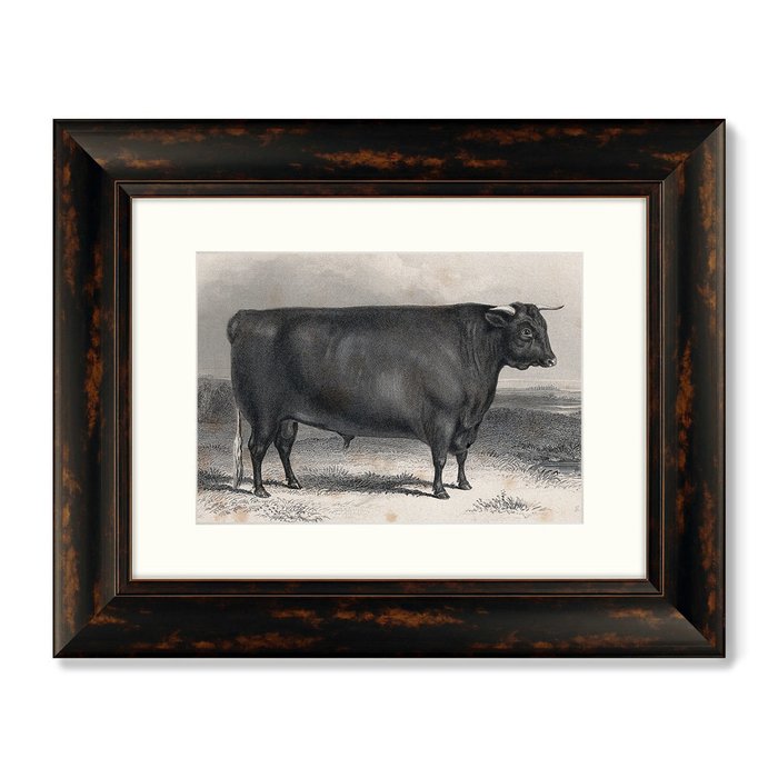Набор из двух картин A Devon bull 1849 г. - купить Картины по цене 16398.0