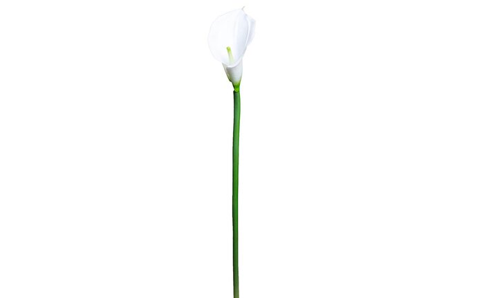 Калла белого цвета - купить Декоративные цветы по цене 60.0