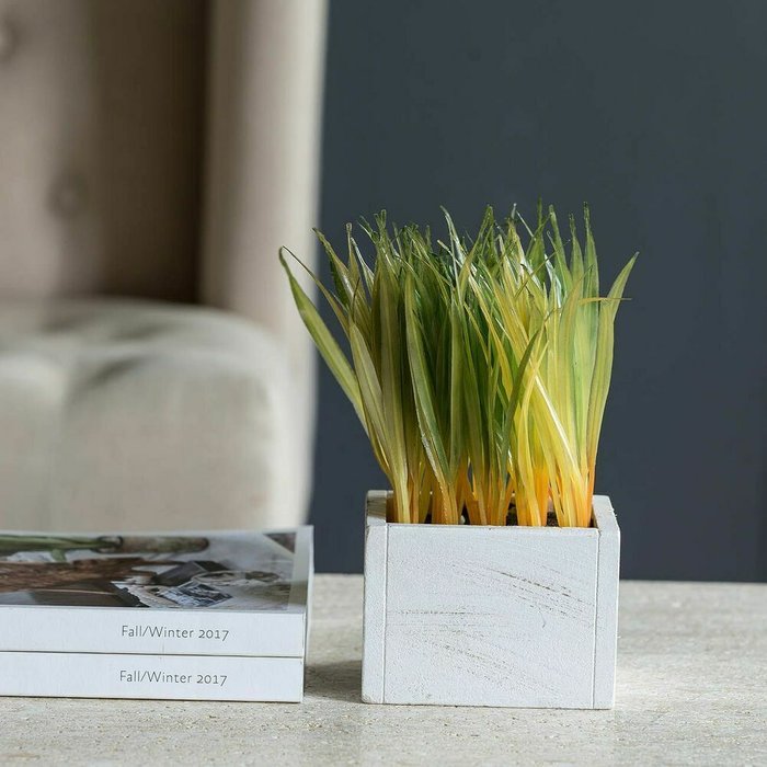 Растение декоративное Трава бело-зеленого цвета - купить Декоративные цветы по цене 2150.0