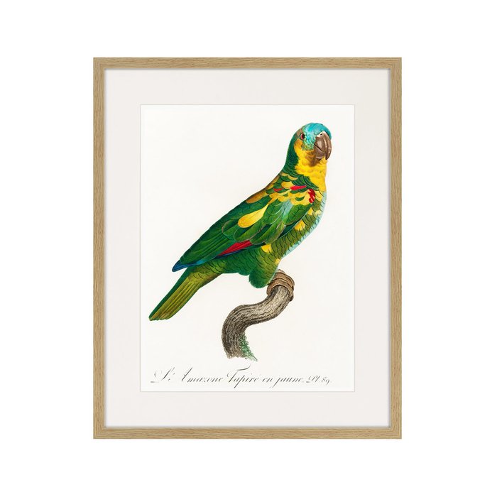 Копия старинной литографии Beautiful parrots №11 1872 г. - купить Картины по цене 3995.0