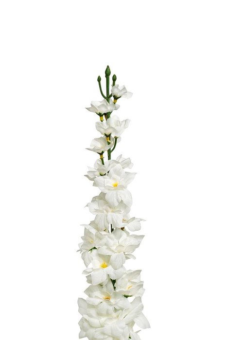 Дельфиниум белого цвета - купить Декоративные цветы по цене 368.0