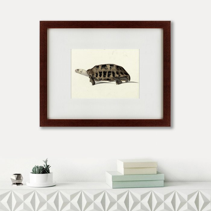 Картина A hand-painted illustration of an Elongated tortoise 1873 г.
